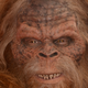 Illustration for article titled Puzzling Montana Shooting Blamed on Sasquatch Mistake: I Thought You Were Bigfootem/em